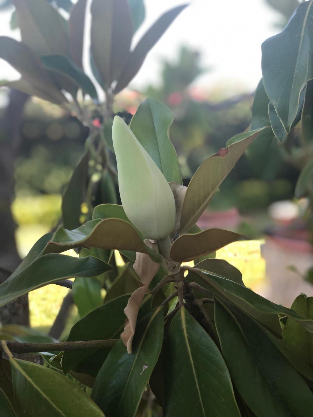 Le tre Palme Villa Fontane Bianche Eksteriør bilde